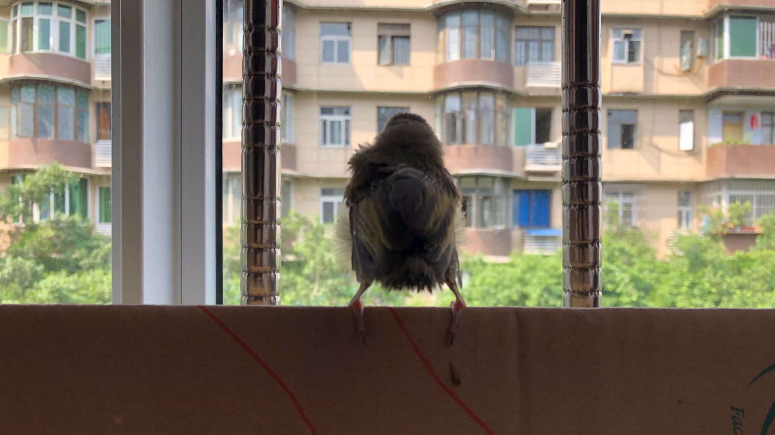 The young bulbul, Day 1 - May 23, picture 2