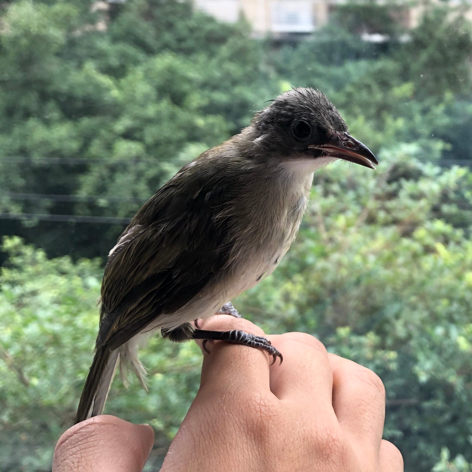 The young bulbul, Day 23 - June 14, picture 1