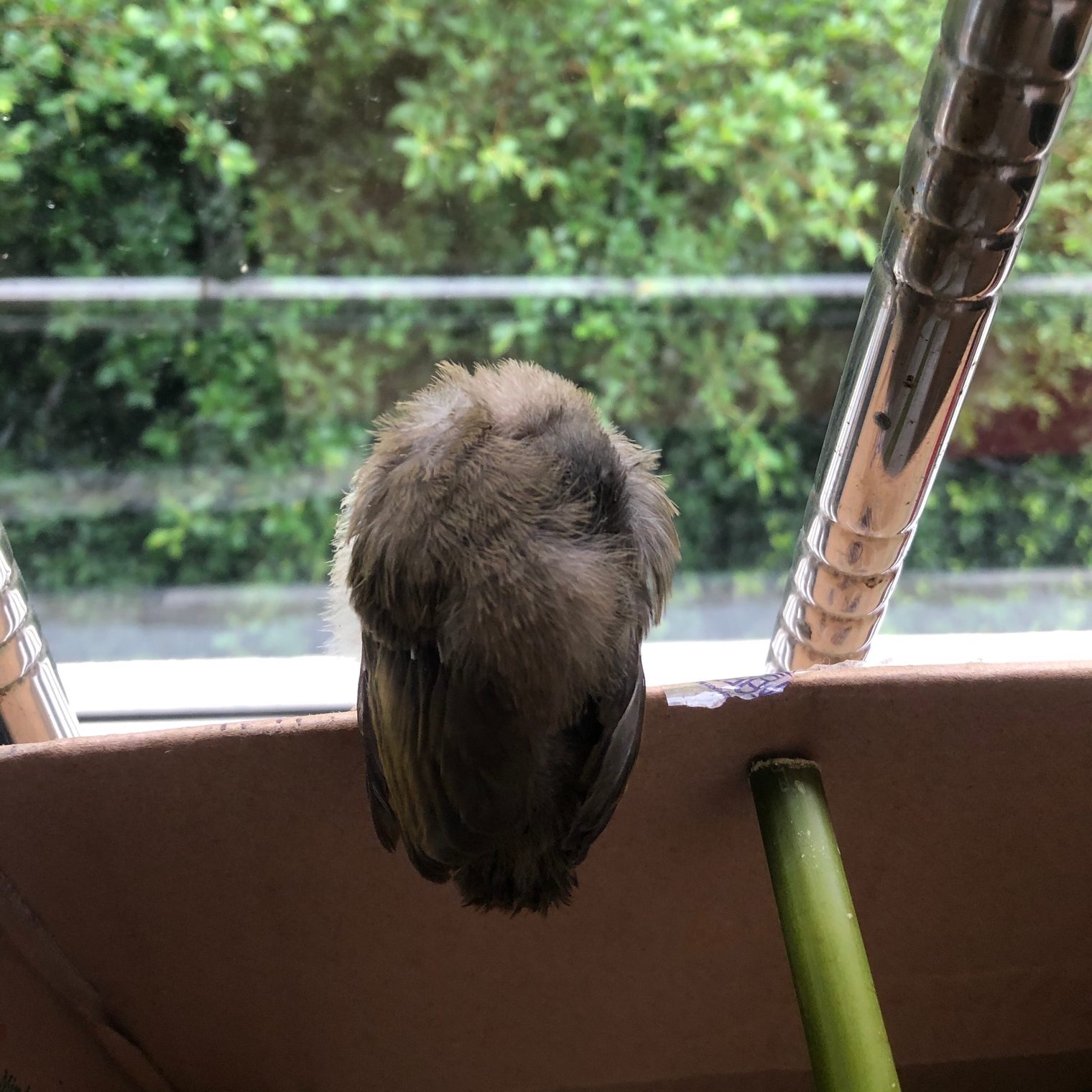 The young bulbul, Day 2 - May 24, picture 1