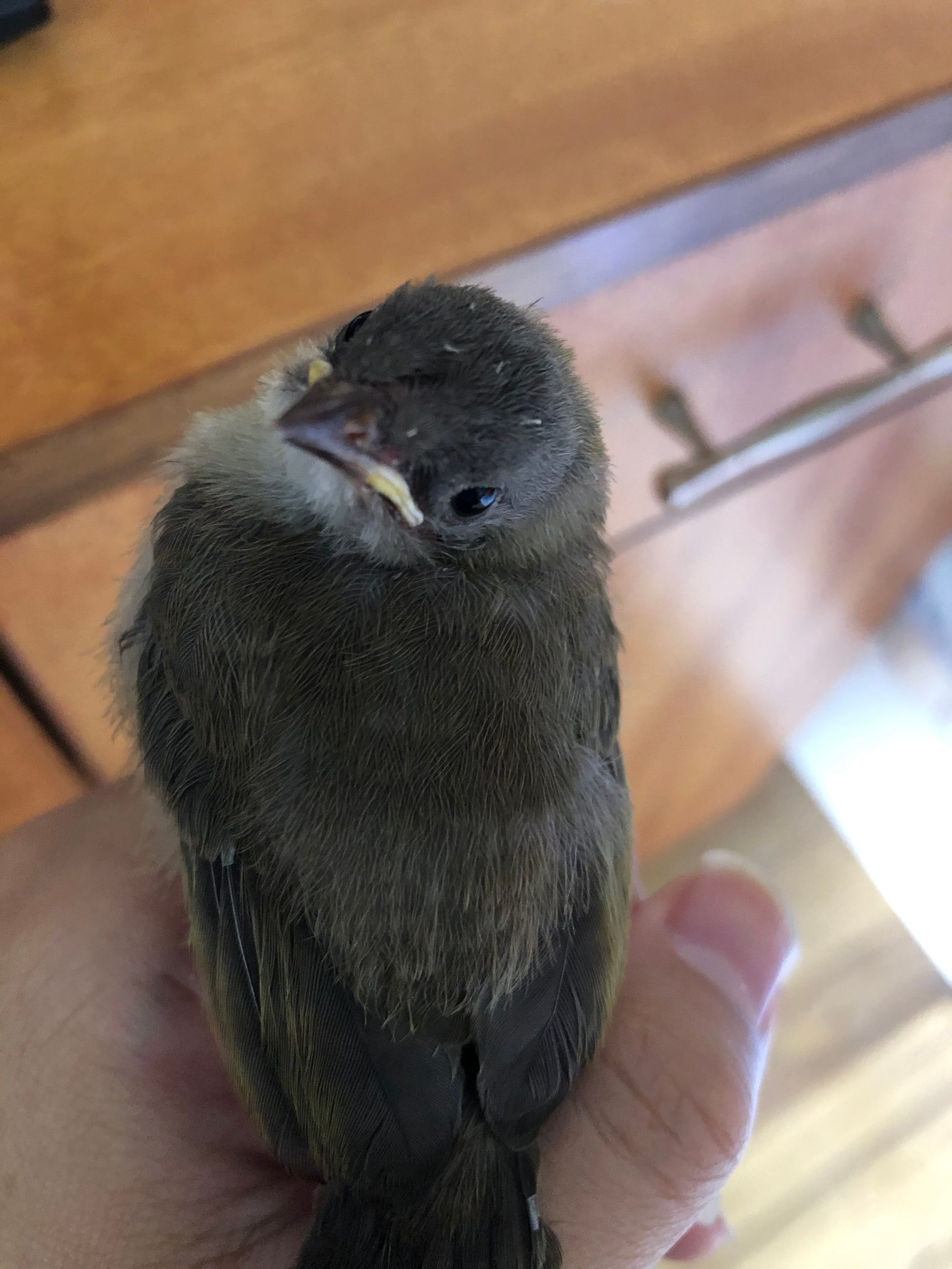 The young bulbul, Day 4 - May 26, picture 1