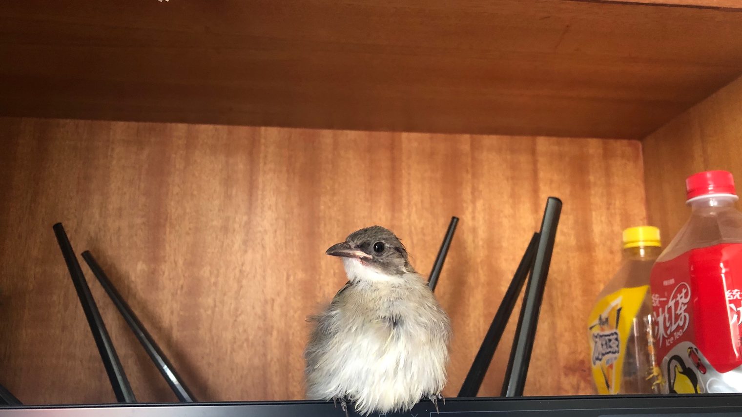 The young bulbul, Day 10 - June 1, picture 1