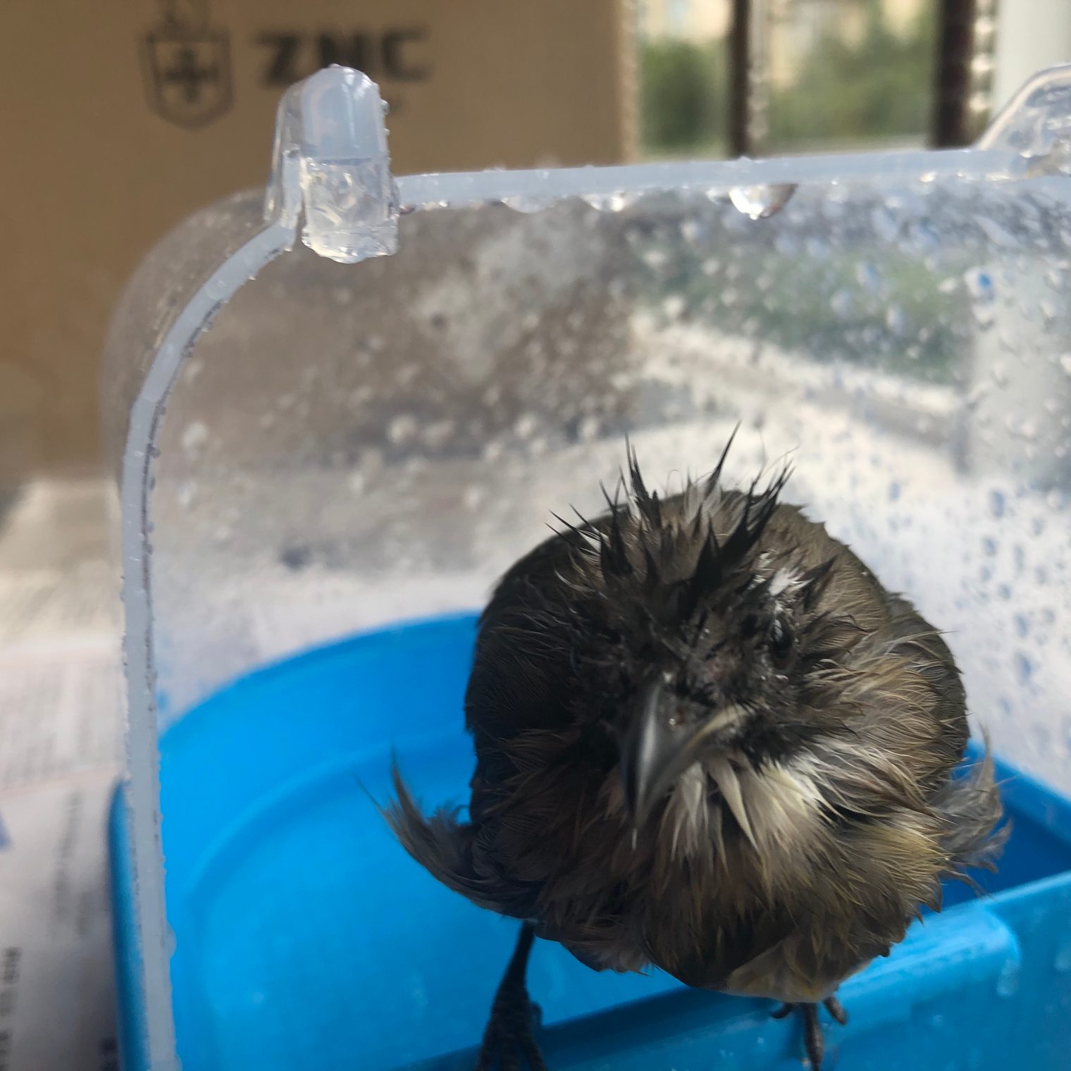 The young bulbul, Day 77 - August 7, picture 1