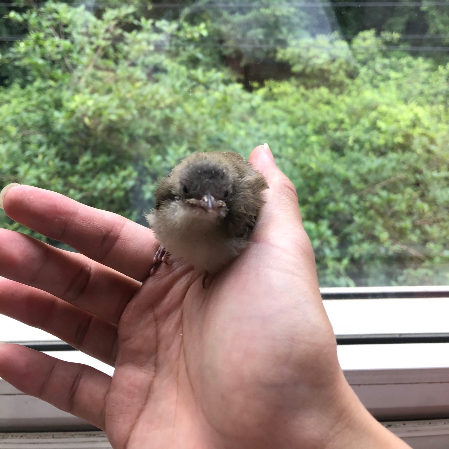 The young bulbul, Day 1 - May 23, picture 3