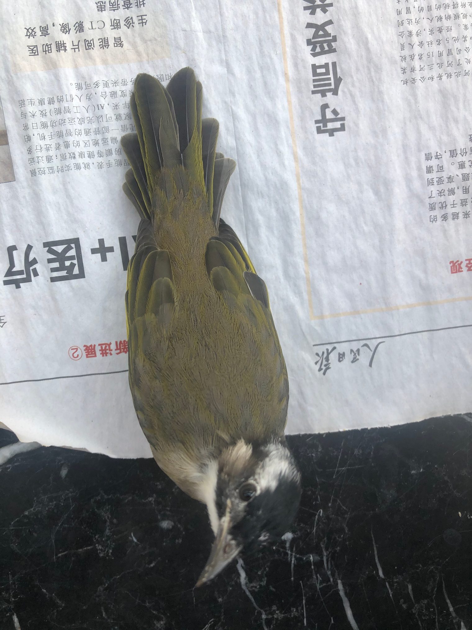 The young bulbul, Day 99 - August 29, picture 1