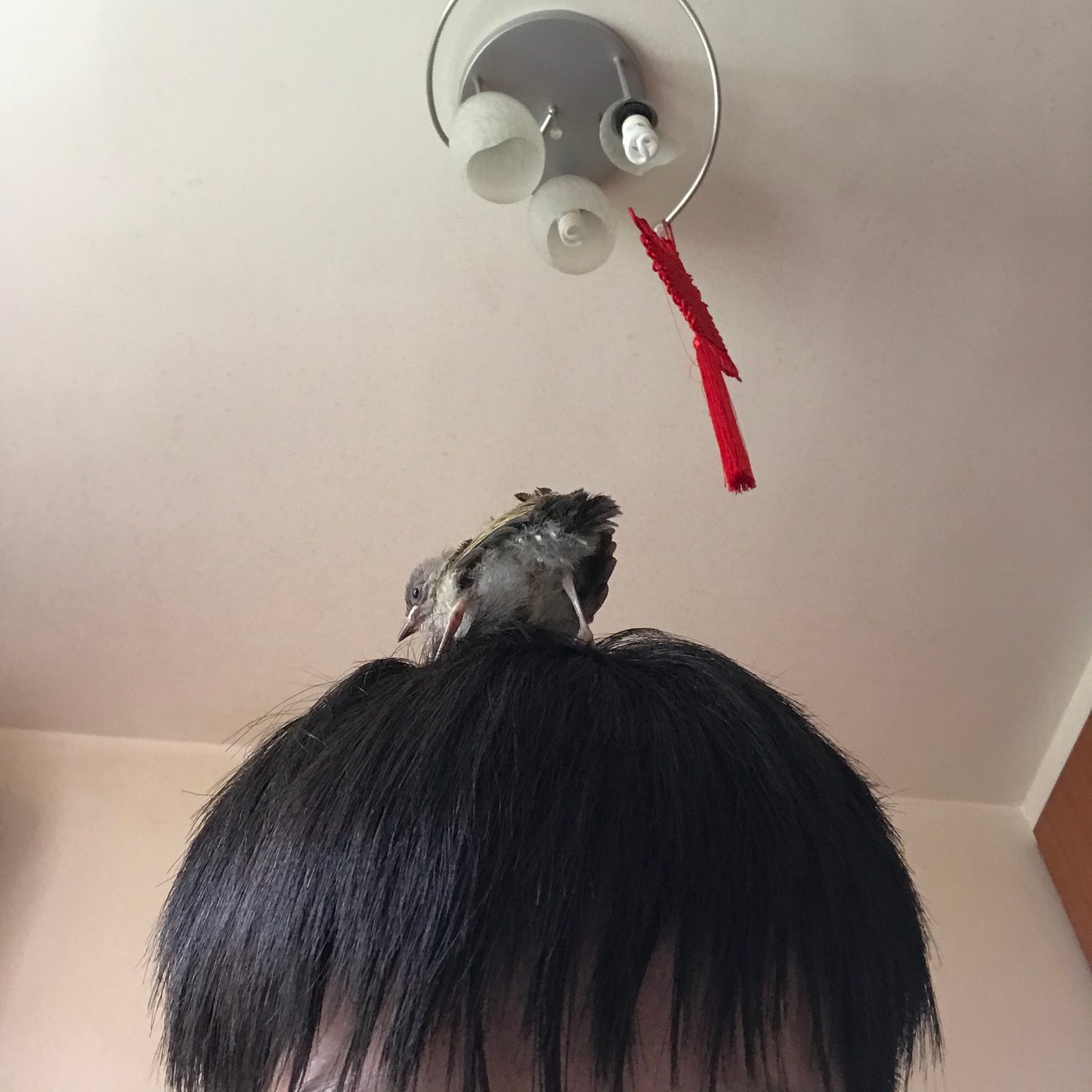 The young bulbul, Day 6 - May 28, picture 1