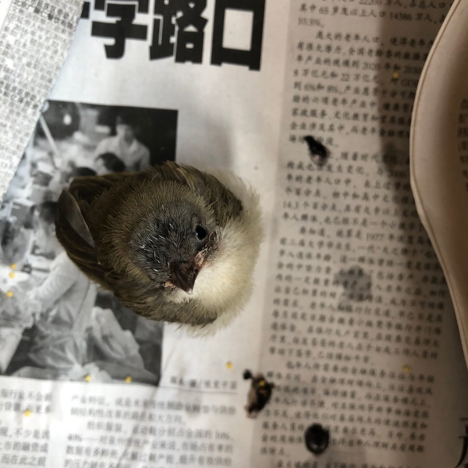 The young bulbul, Day 1 - May 23, picture 1