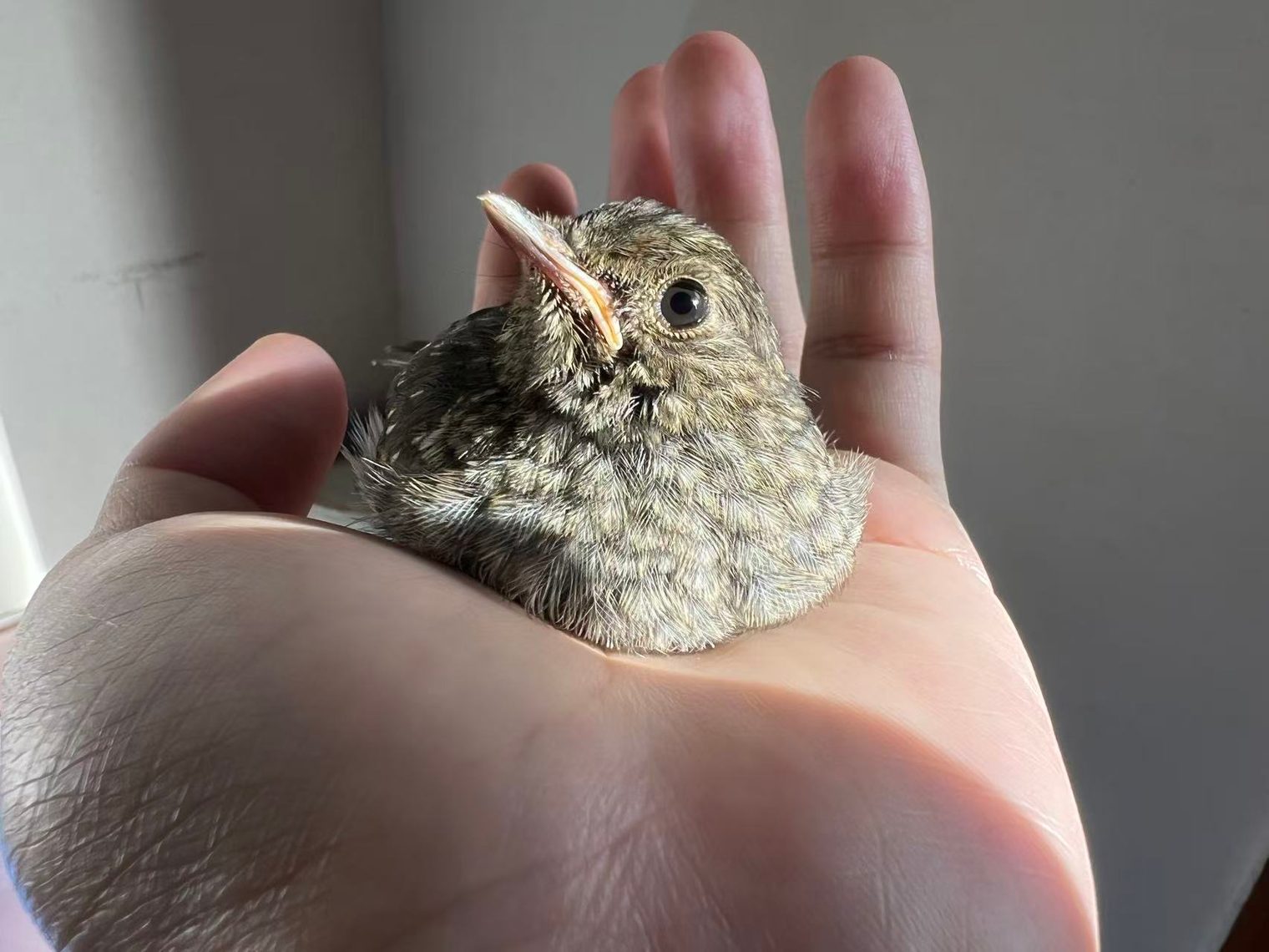 A fledgling bird sitting in an open palm