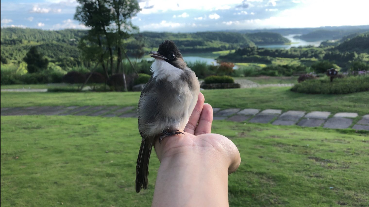 A small bird with a black crown, white throat and grey-brown body perches on a hand, with a lawn, trees and a distant lake behind