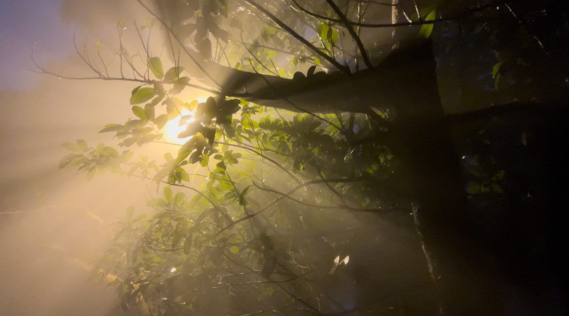 Branches and leaves in thick fog, lit from behind by a street lamp whose beams cut through the mist