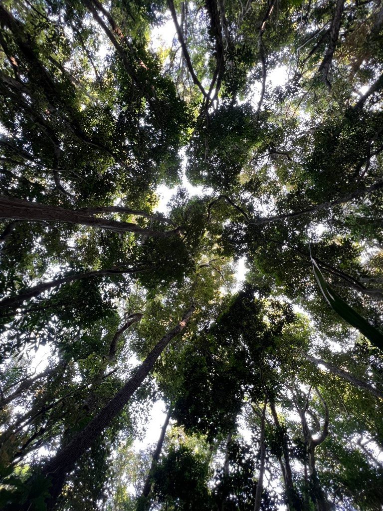 Looking straight up into the forest canopy: tall trunks rising, and patches of sky between the leaves