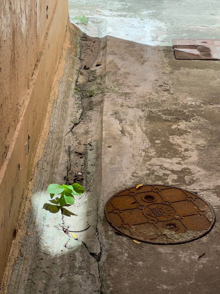 A seedling growing from a crack in a concrete gutter, caught in a narrow beam of light, beside a rusty manhole cover