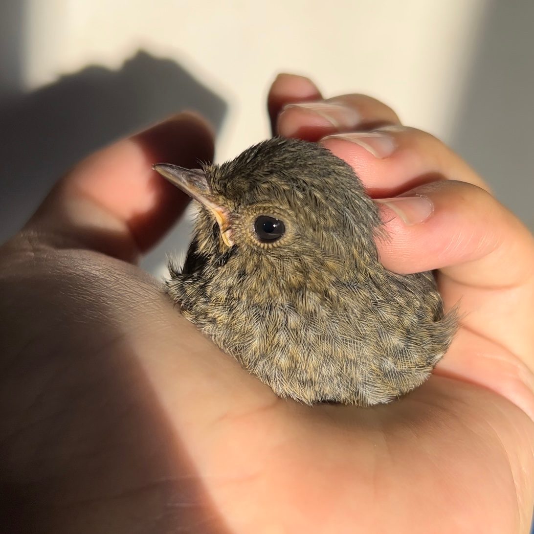 A fluffy fledgling nestled in the palm of a hand