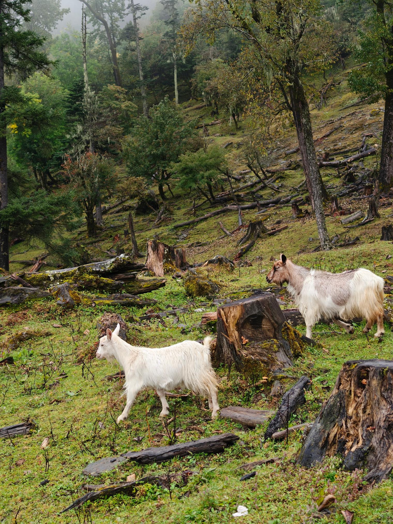Two goats on a misty hillside dotted with tree stumps