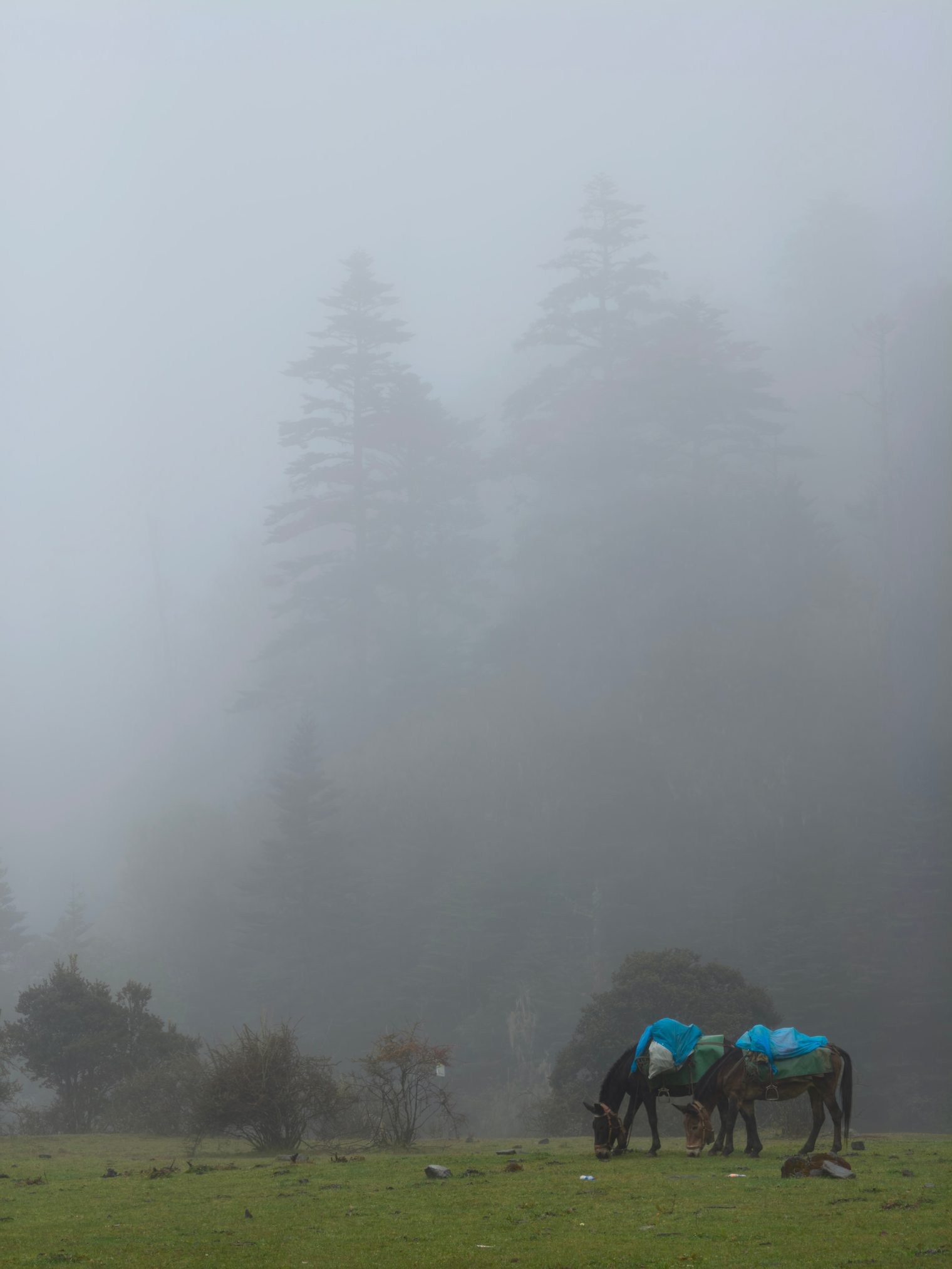 Two pack mules with tarp-covered loads grazing on a meadow in heavy fog