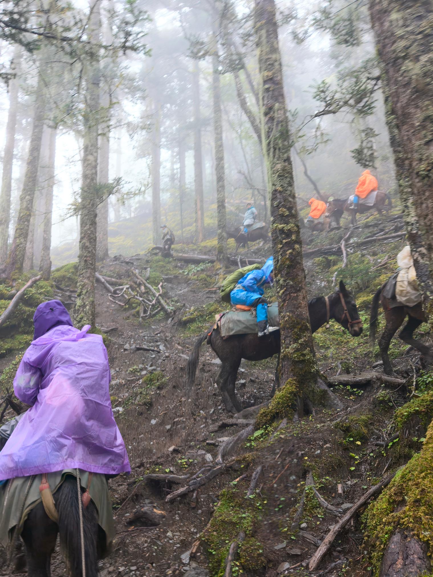 Riders in rain ponchos on mules climbing a muddy forest trail in mist