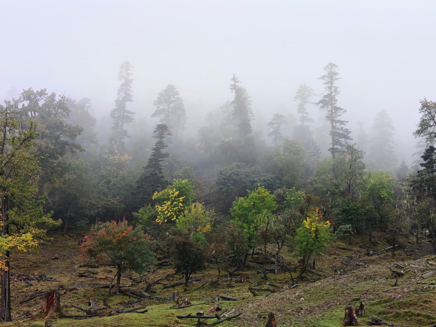 Tall conifers rising out of thick mountain fog