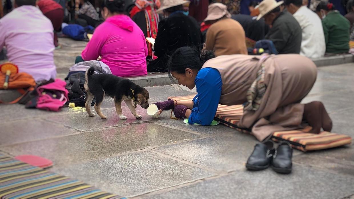 On the flagstones, a pilgrim leans forward on her mat and holds a cup out to a puppy, with many people sitting behind her