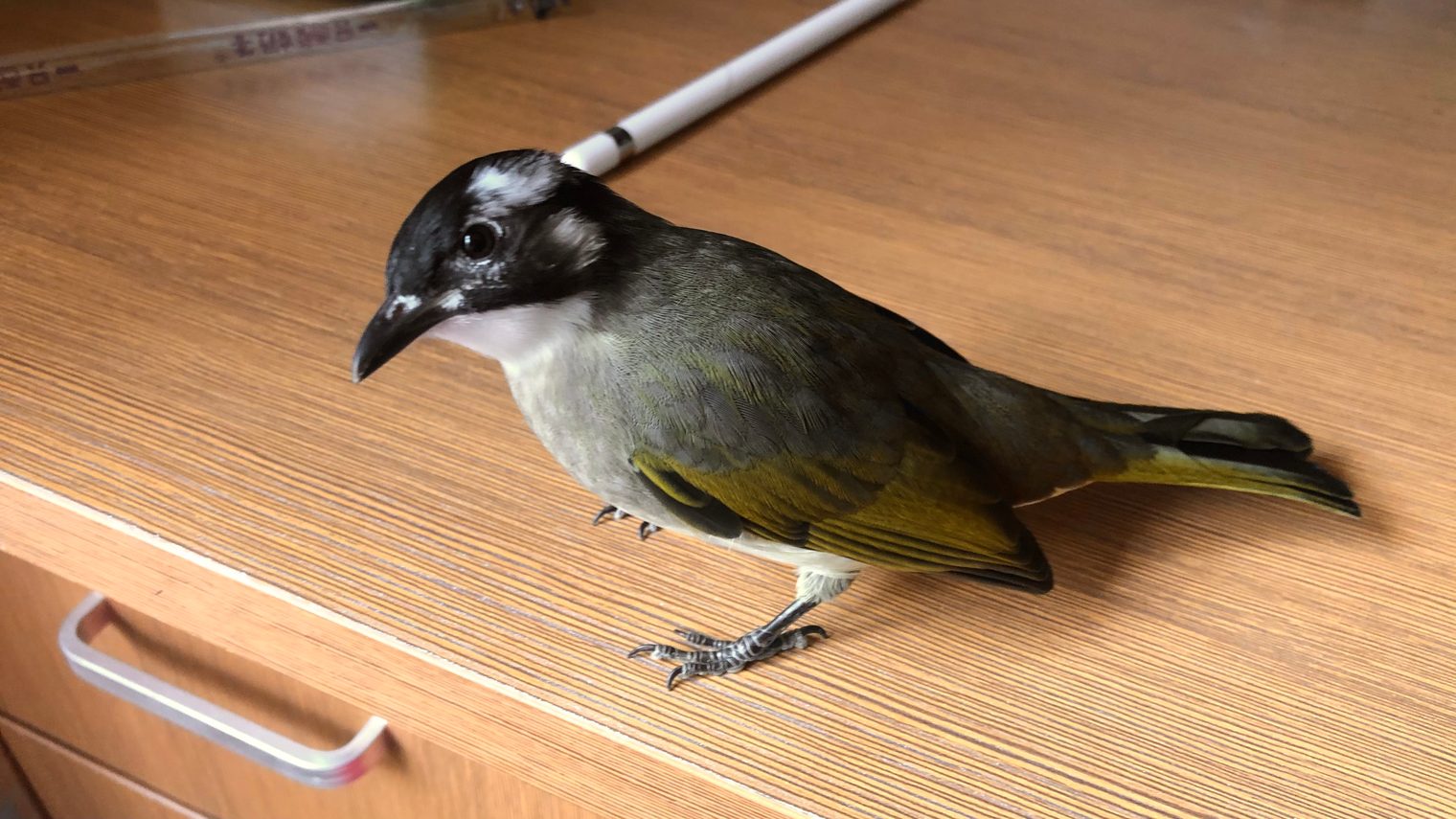 The little bulbul standing on a wooden table